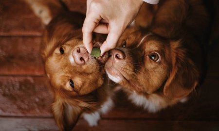 The 10 best dog treats