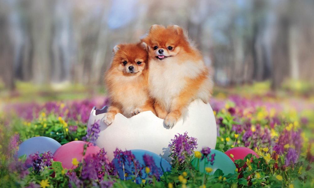 Give your dog an Easter snack. Will you join in?