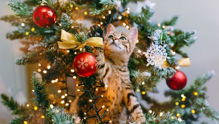 Ideas for stuffing your furry friend’s Christmas stocking with treats